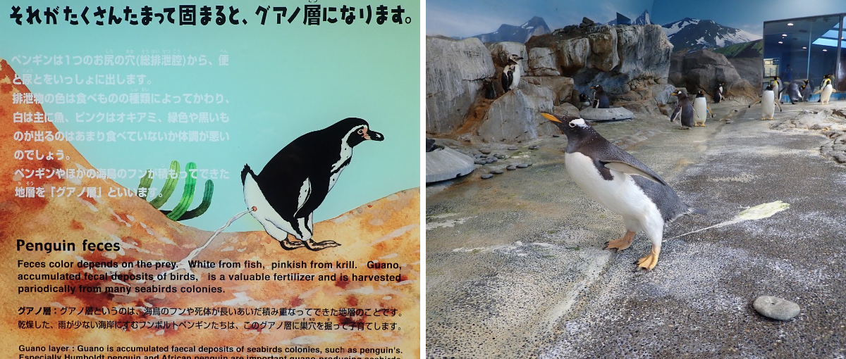 長崎ペンギン水族館【公式】 on X: 