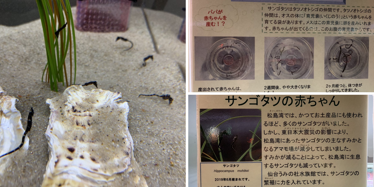仙台うみの杜水族館公式 on X: 