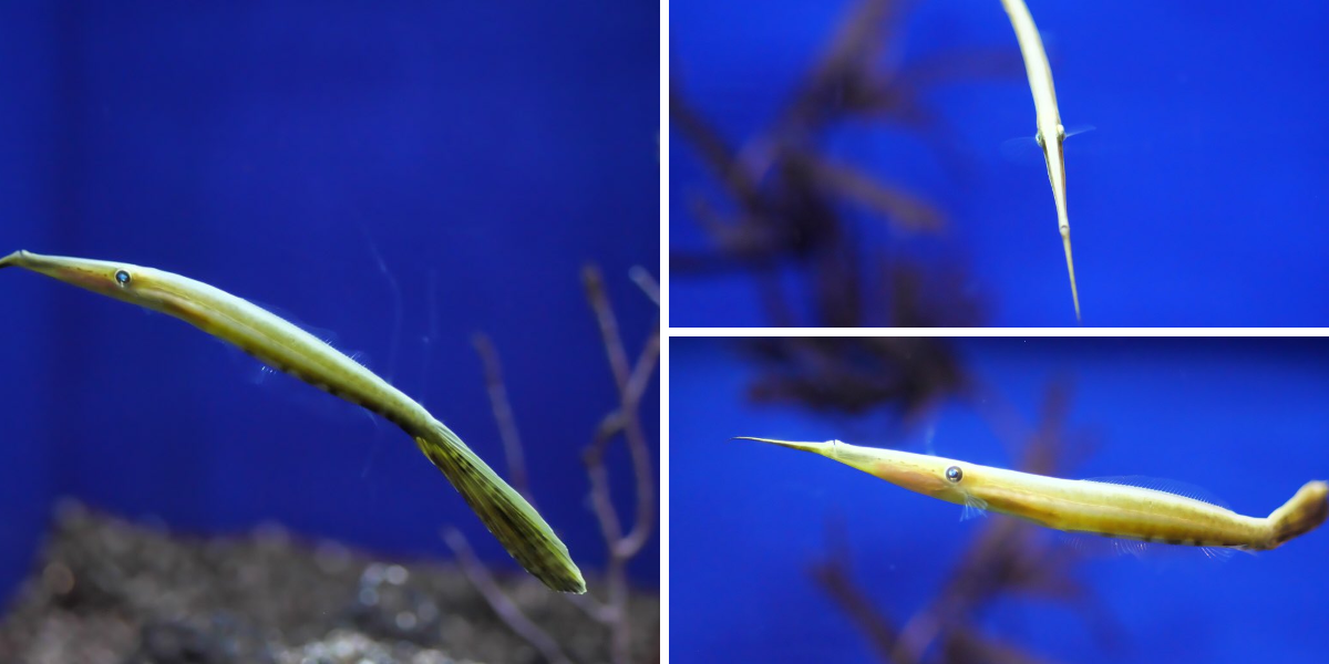 銀鏡つかさ/水族館写真家 on X: 