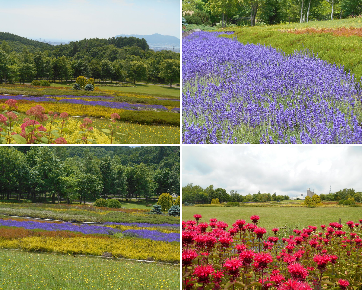 北海道立道南四季の杜公園 в X: „いま『花の丘』ではラベンダーが見頃