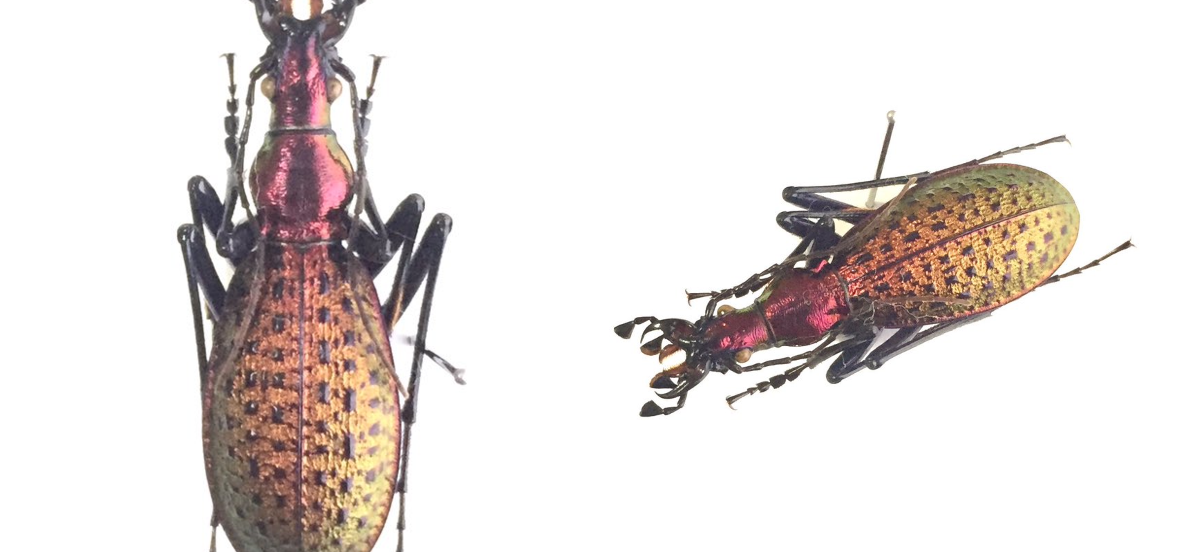 BUGS-DESIGN on X: 