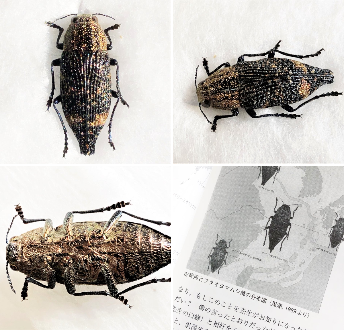 アマミキンモンフタオタマムシ わわwa3 on X: 