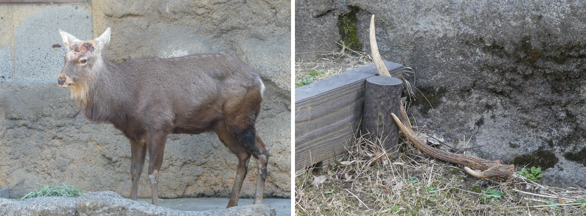 上野動物園［公式］ on X: 