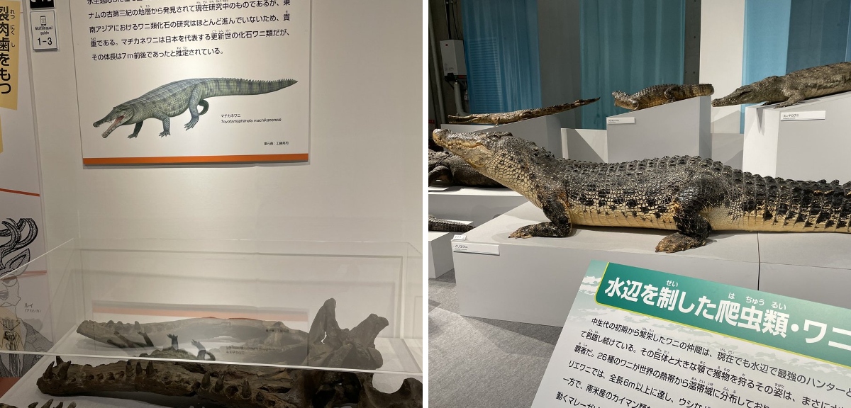 ぬまがさワタリ@特別展「鳥」大阪展（〜6/14） on X: 