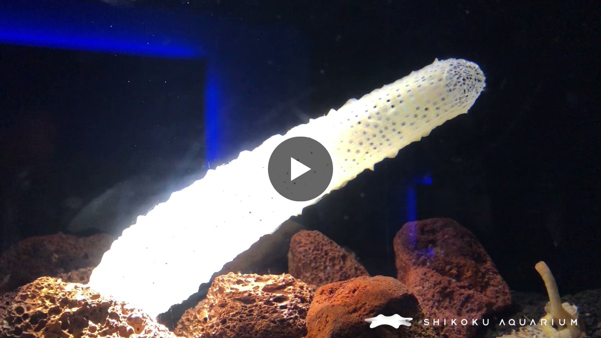四国水族館 【公式】 on X: 
