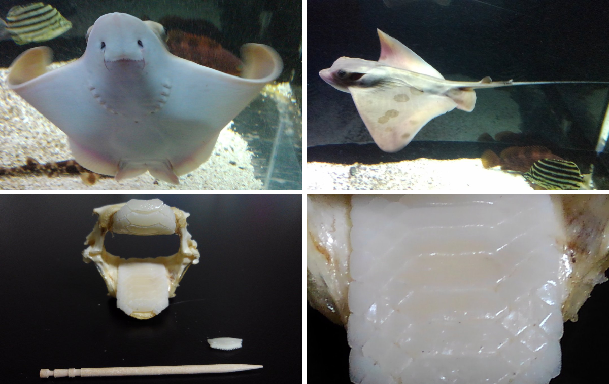 男鹿水族館GAO【公式】 on X: 