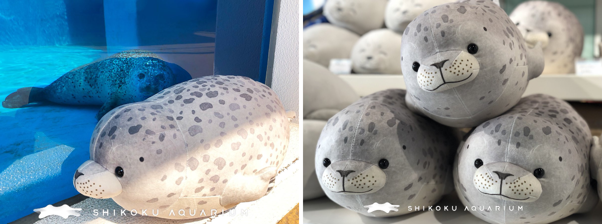 四国水族館 【公式】 on X: 