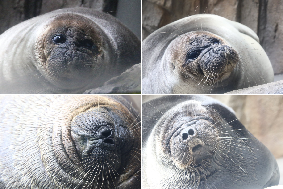仙台うみの杜水族館公式 on X: 