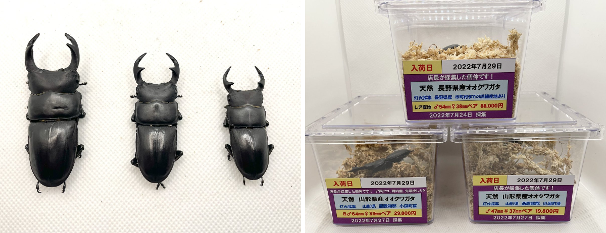 ドルクスグッズ』クワガタ・カブトムシ専門店 on X: 