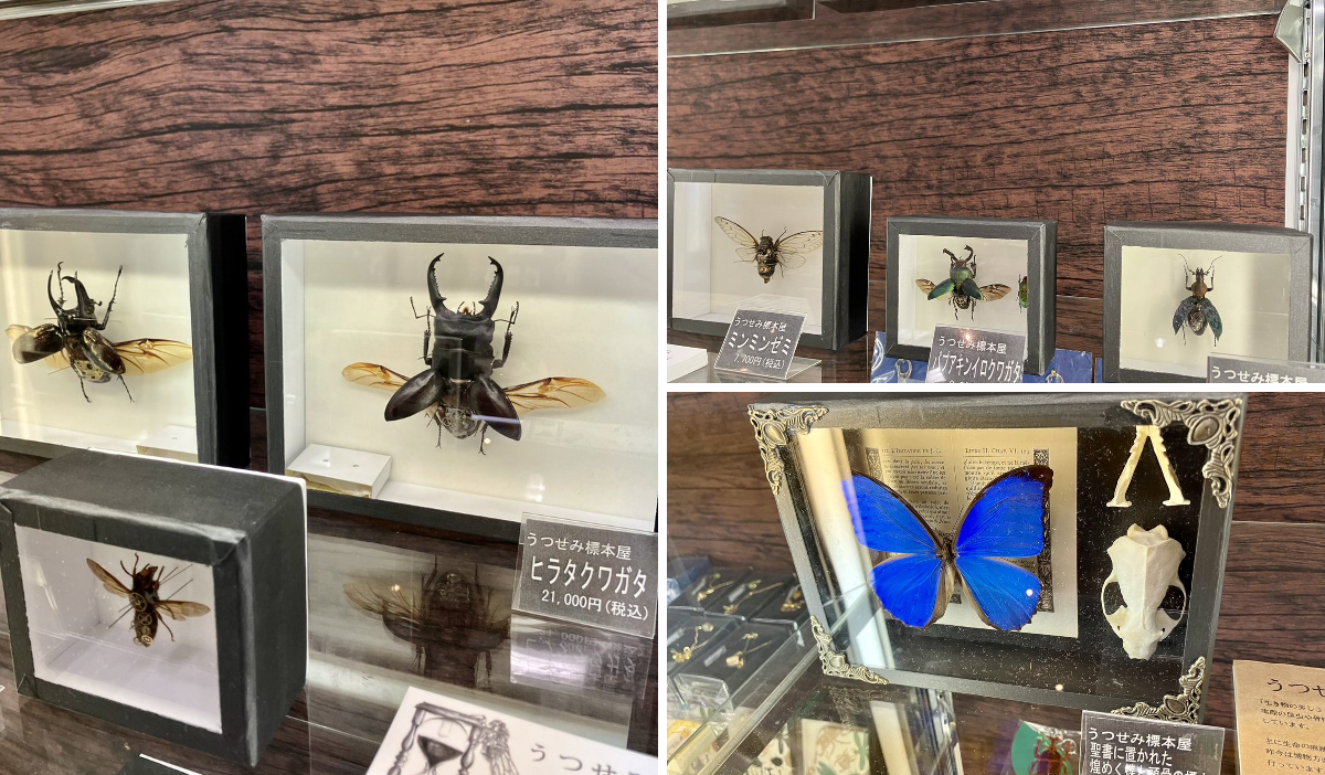 ハンズ渋谷店 on X: 