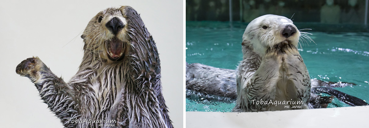 鳥羽水族館（TOBA AQUARIUM） on X: 
