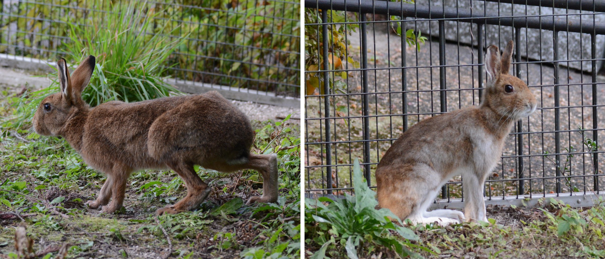 広島市安佐動物公園【公式】 on X: 