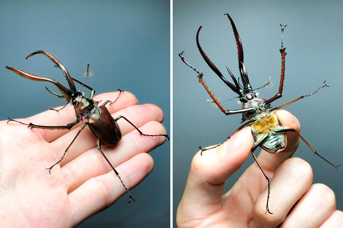 【極美展足】クワガタキリギリス 化け物キリギリス 昆虫標本 ウェタ Keiki FUKUI 福井敬貴 on X: 