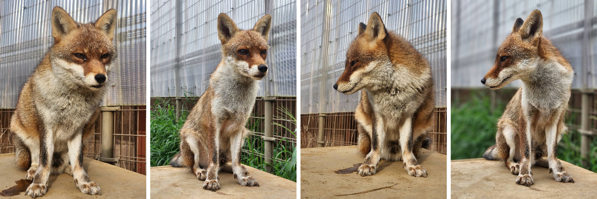 東武動物公園【公式】リュウくん on X: 