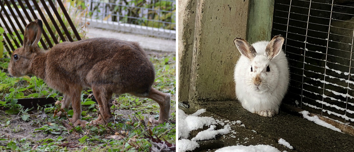 広島市安佐動物公園【公式】 on X: 
