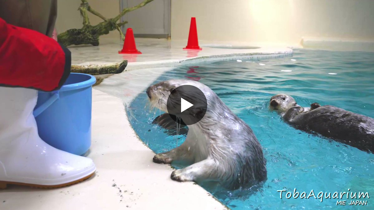 鳥羽水族館（TOBA AQUARIUM） on X: 