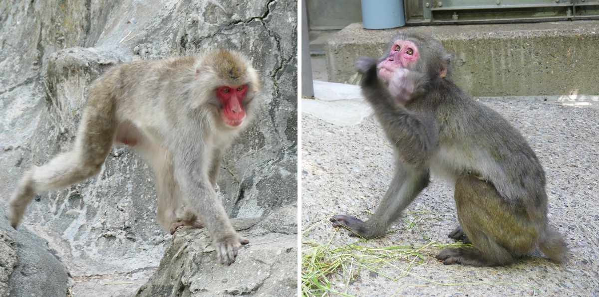 上野動物園［公式］ on X: 