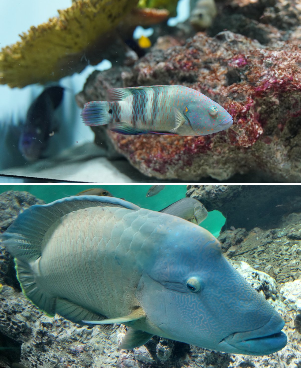 葛西臨海水族園［公式］ on X: 