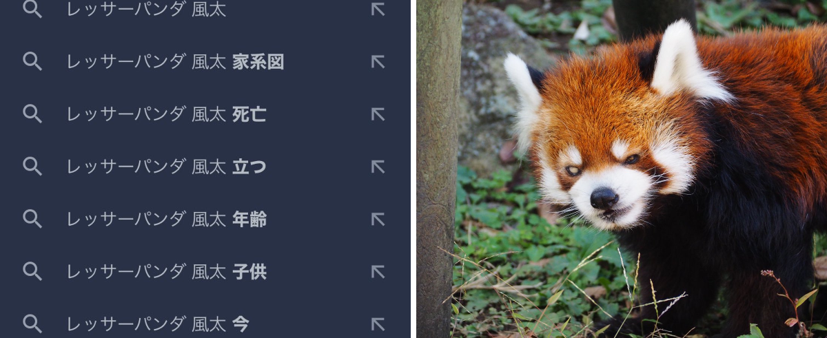 風太の誕生日 千葉市動物公園【公式】 on X: 
