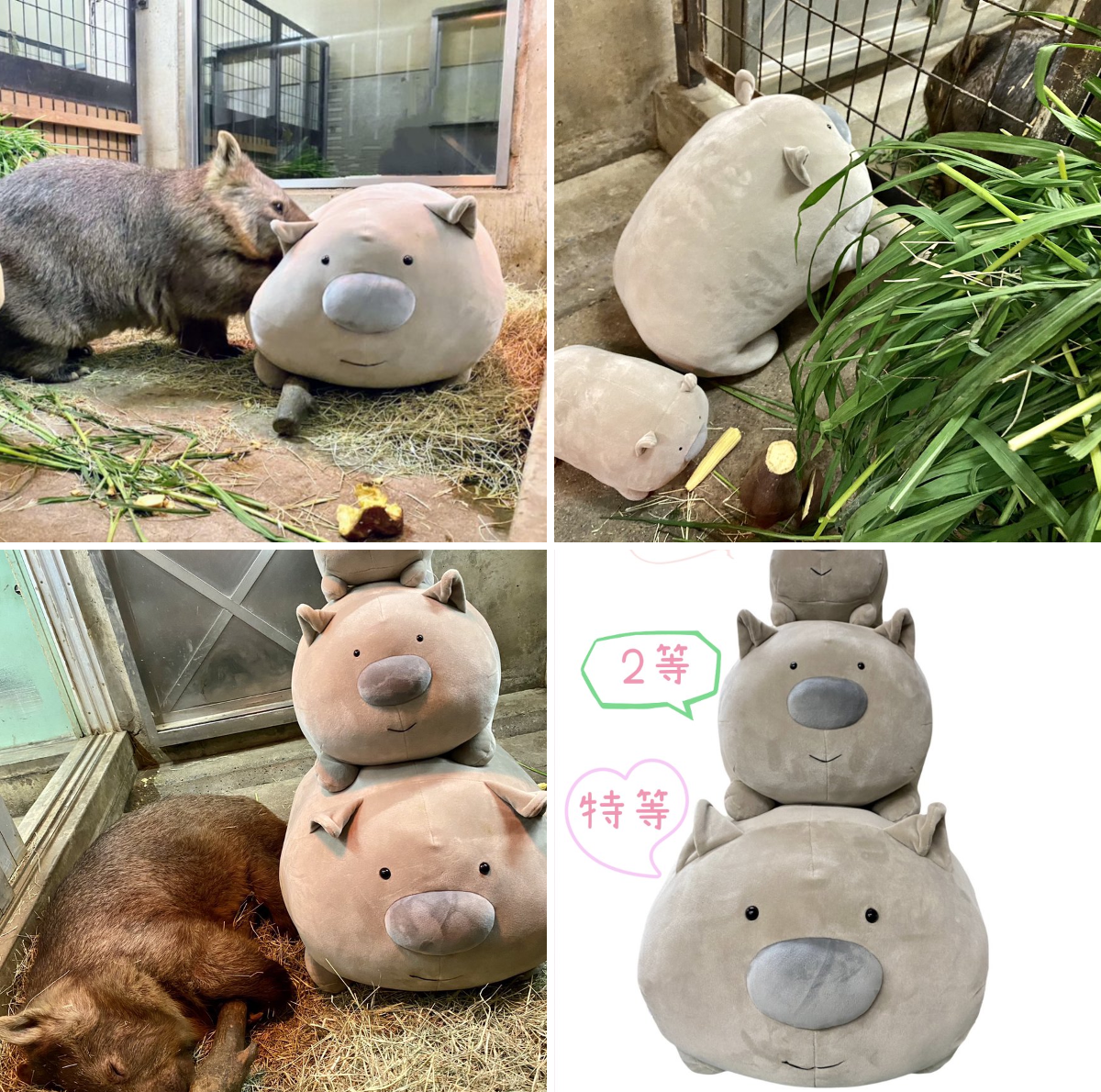 長野市茶臼山動物園【公式】 on X: 