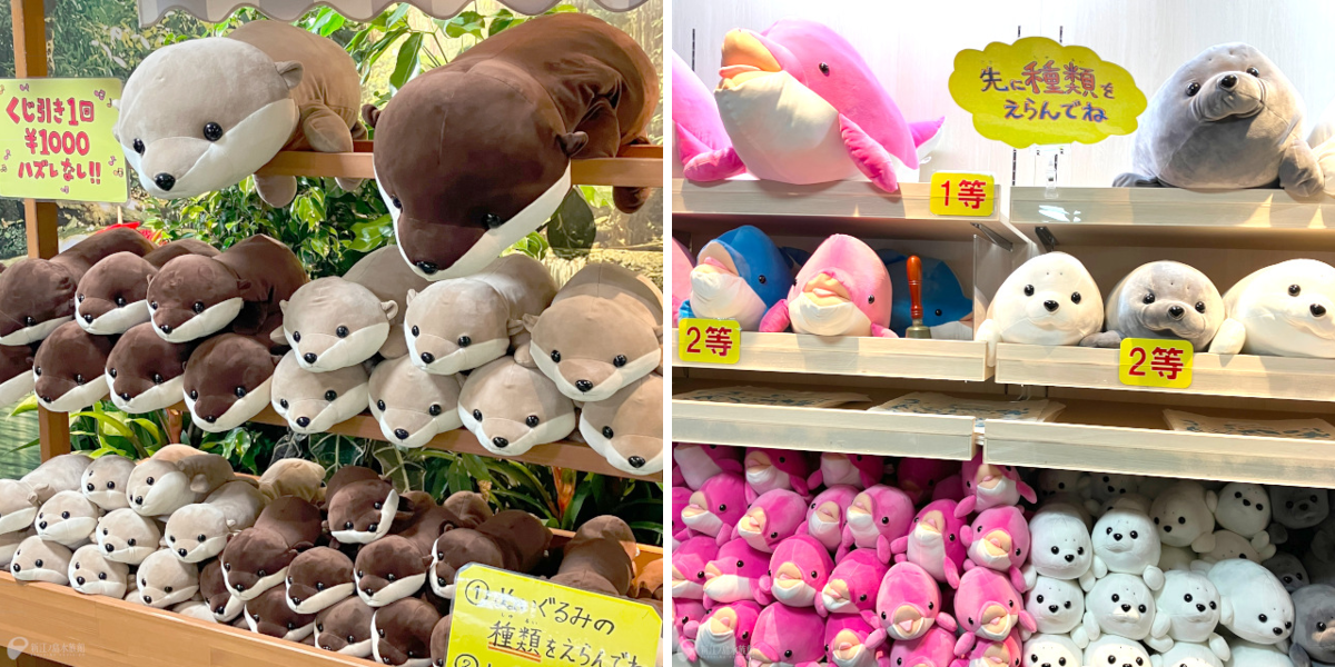 新江ノ島水族館 en X: 