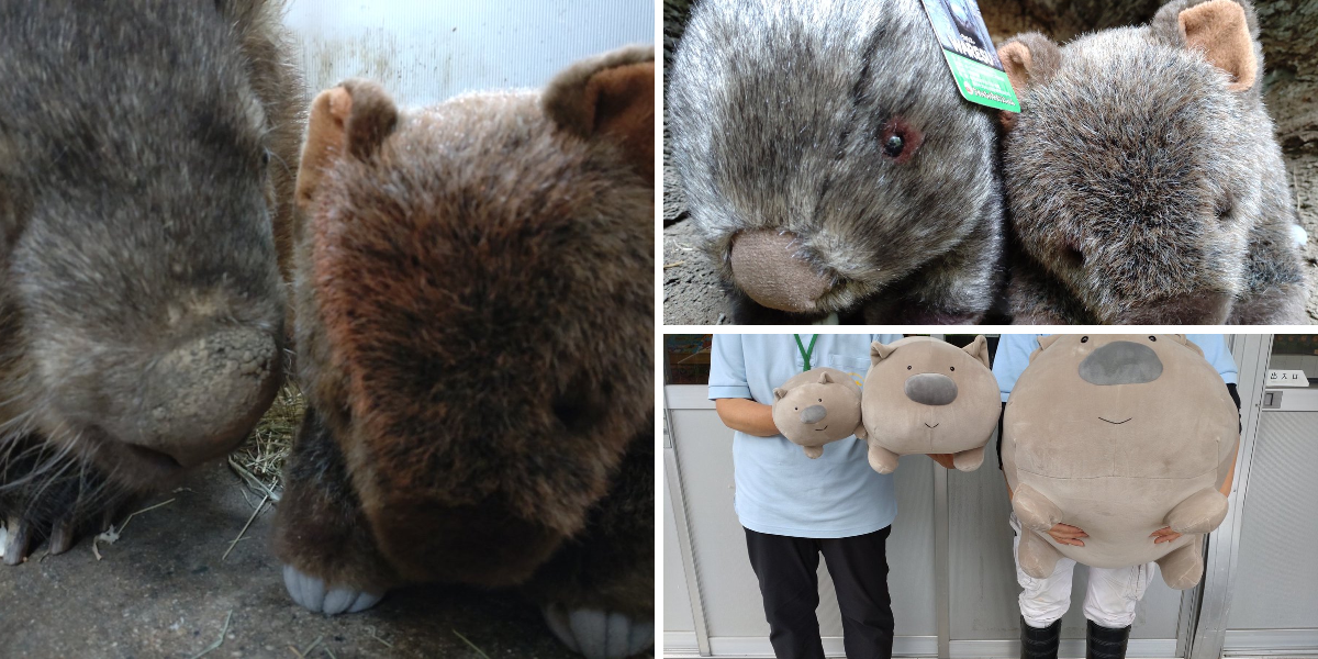 長野市茶臼山動物園【公式】 on X: 
