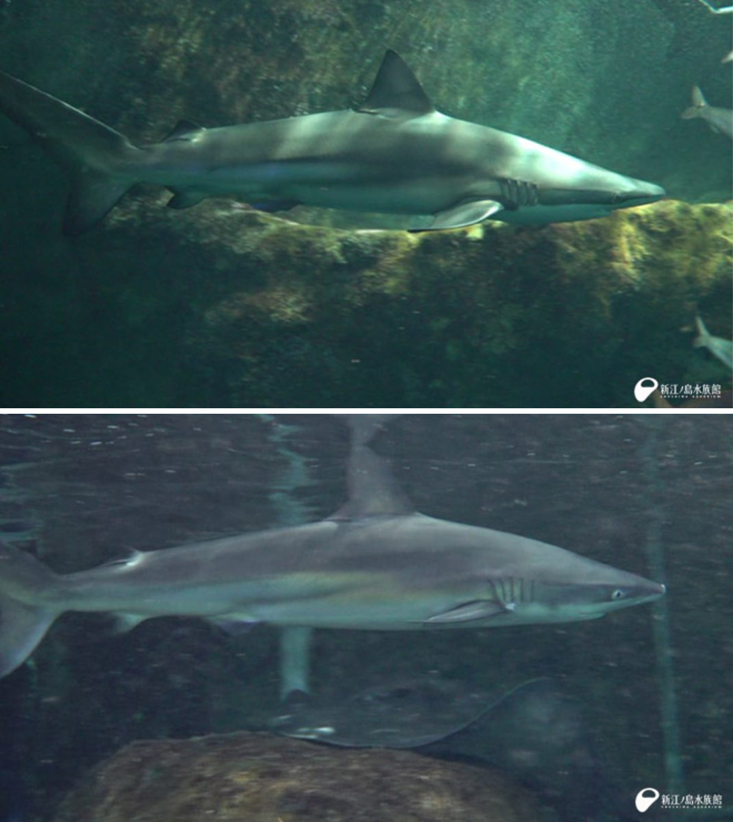 新江ノ島水族館 on X: 