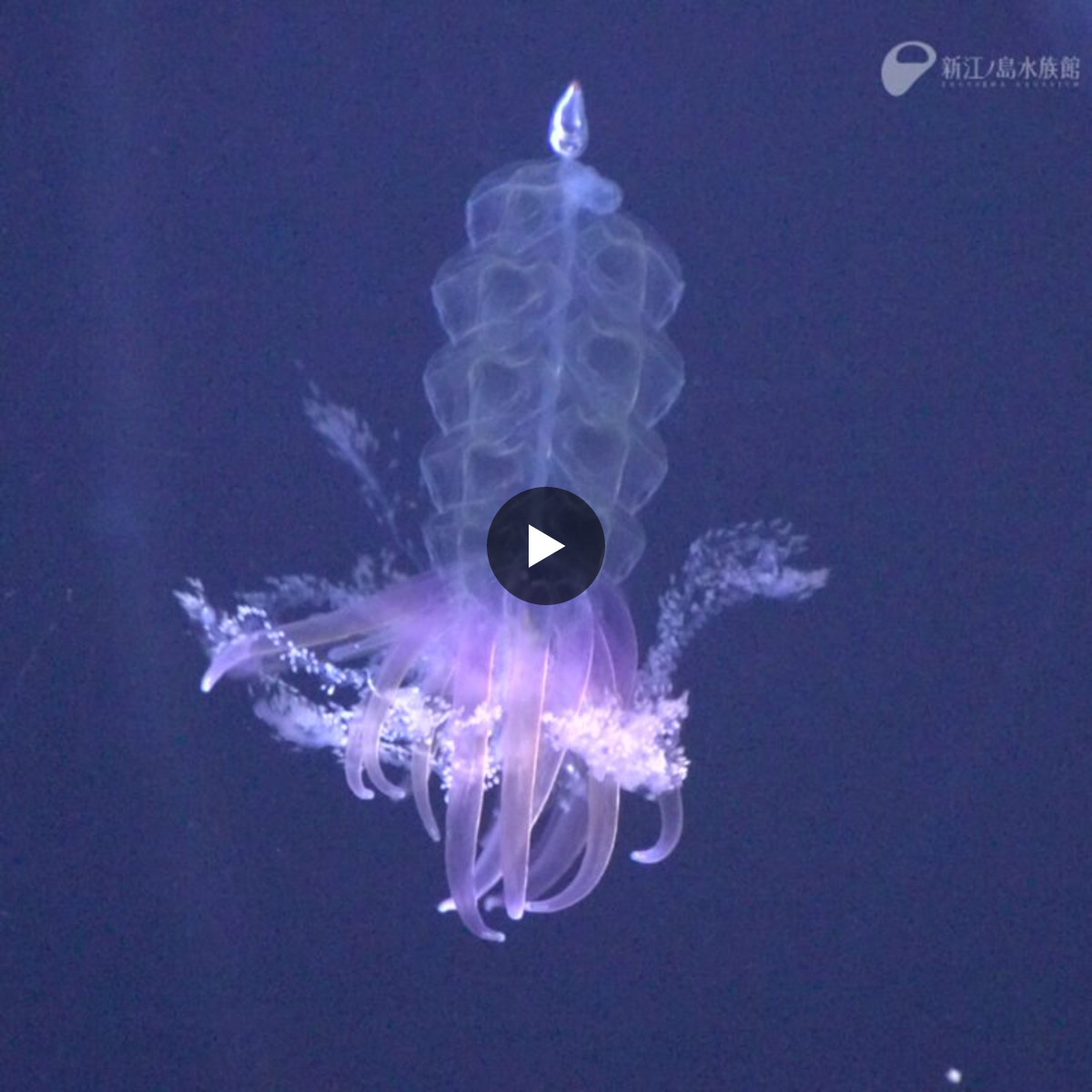 新江ノ島水族館 on X: 