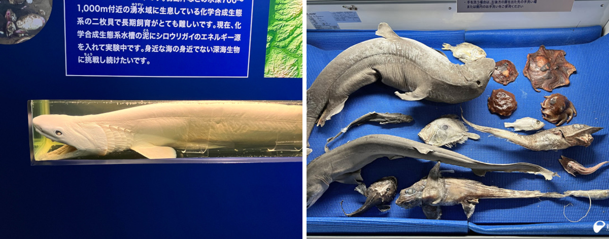 新江ノ島水族館 on X: 