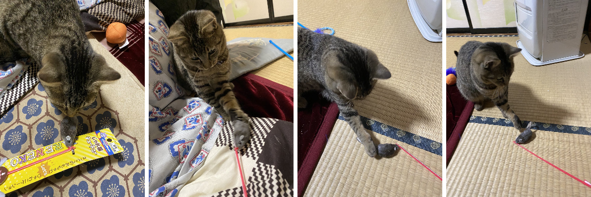 トットリ na platformě X: „子猫のマルちゃんはネズミのおもちゃが