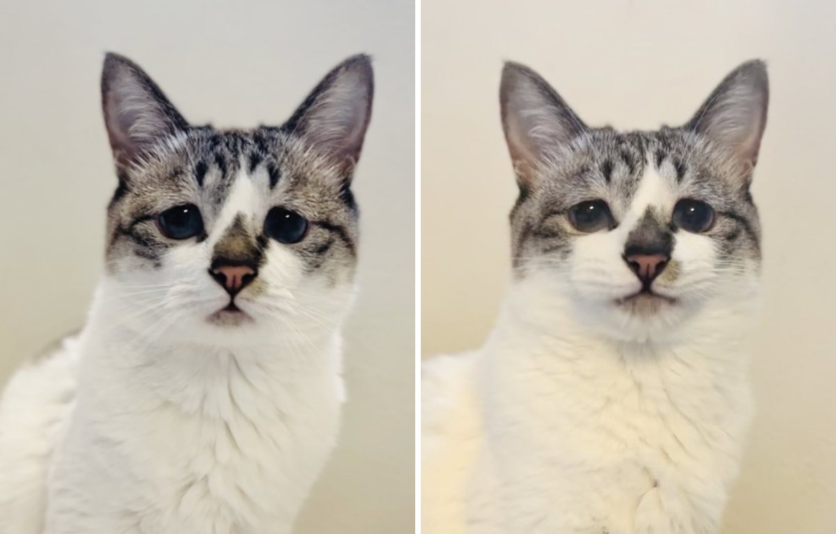 ぴえん猫ミント on X: 
