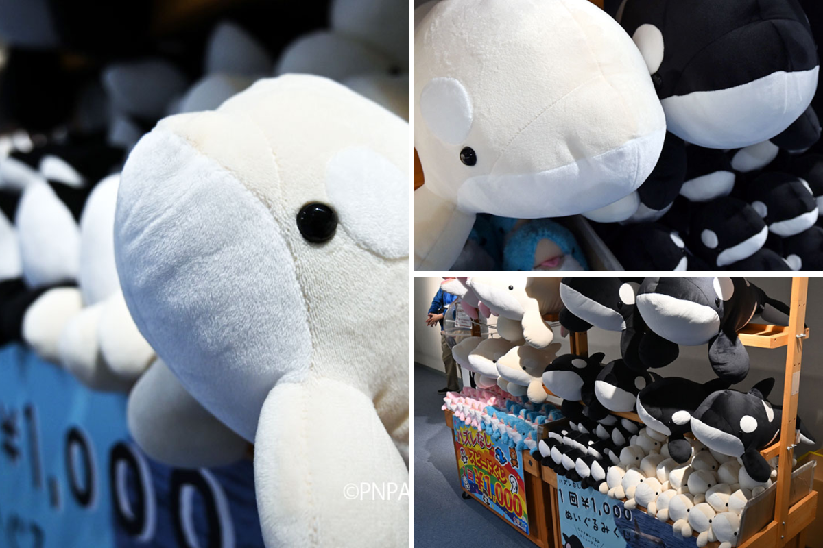 名古屋港水族館 on X: 