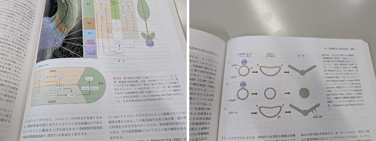 Kenji Fukushima (福島 健児) on X: 