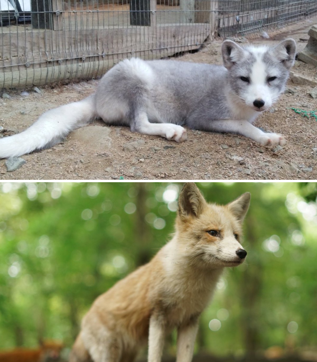 宮城蔵王キツネ村(公式)🦊 on X: 