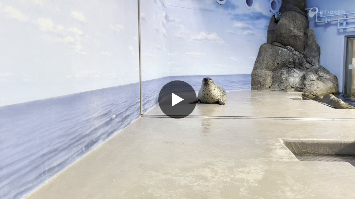 新江ノ島水族館 в X: „飼育スタッフ“えのすいトリーター”からの