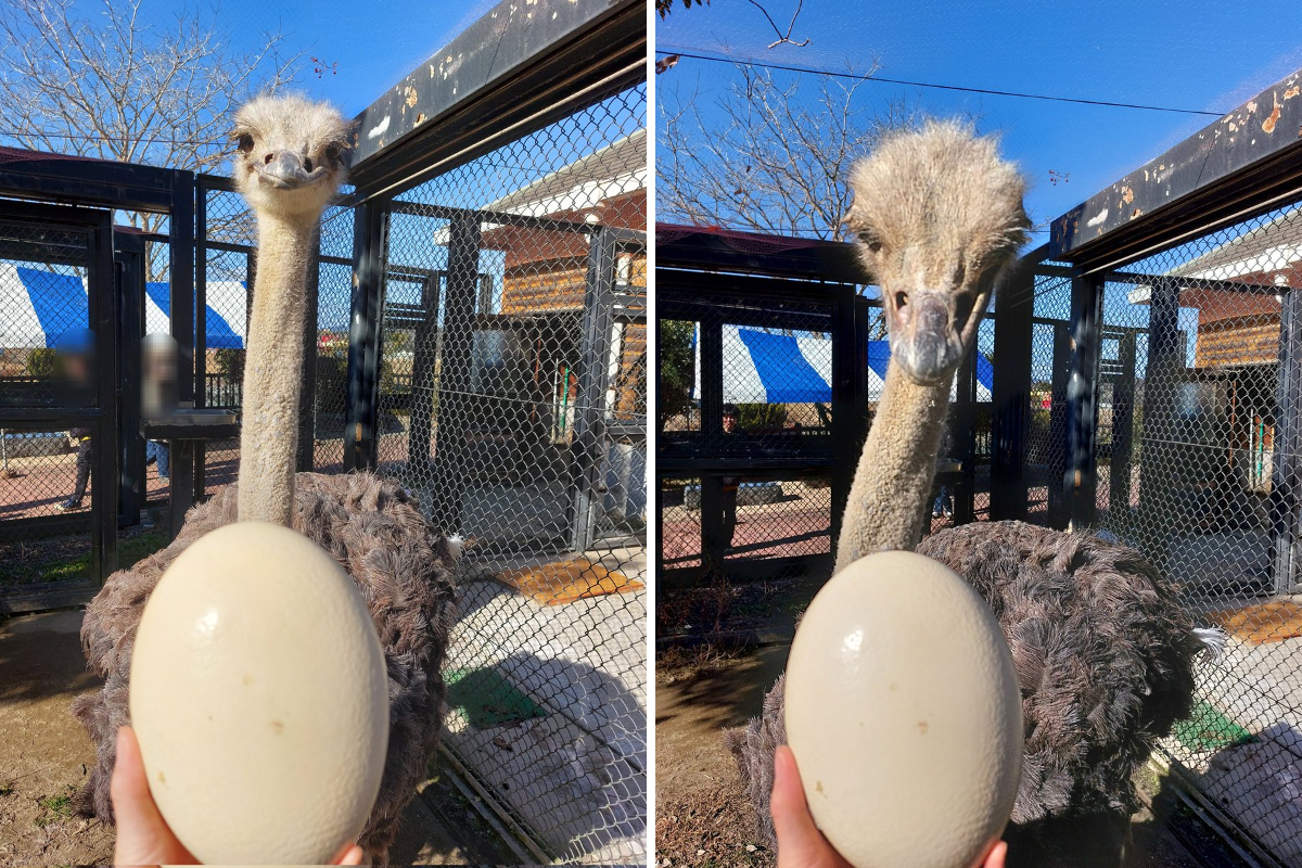 タカオ福山動物園（福山市立動物園） on X: 