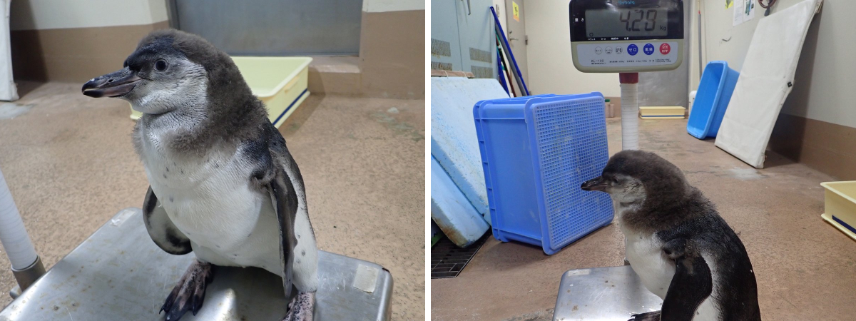 青森県営浅虫水族館【公式】 on X: 