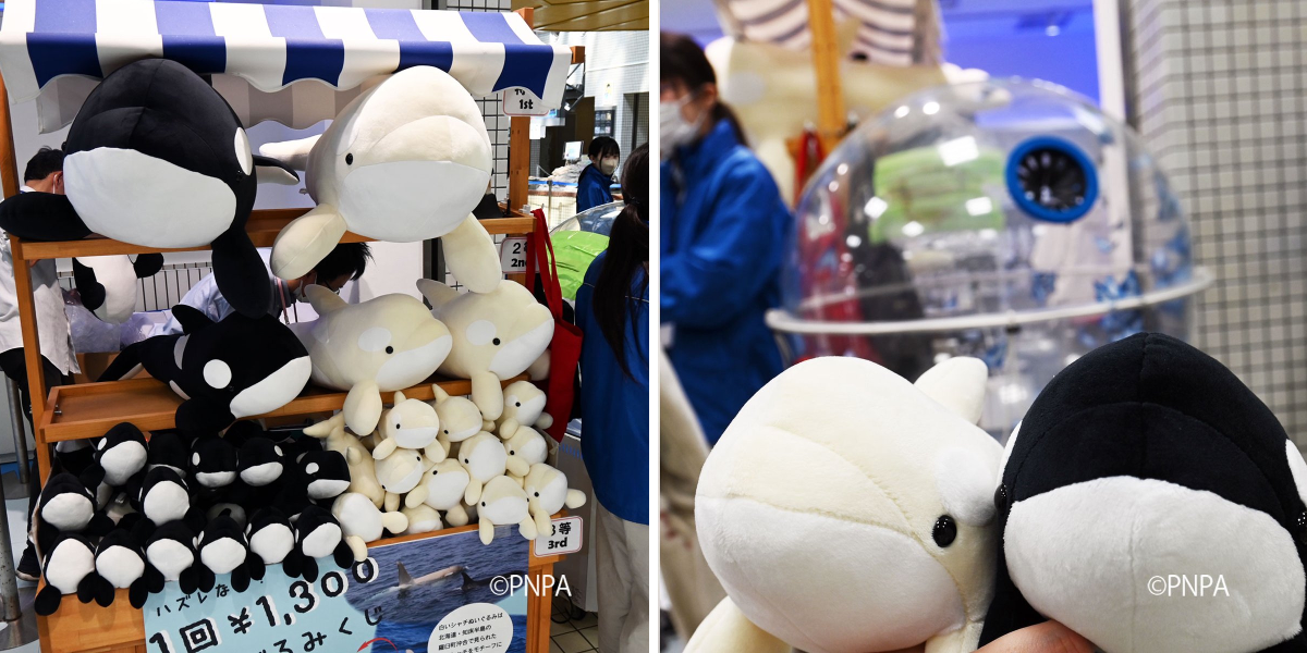 名古屋港水族館 on X: 