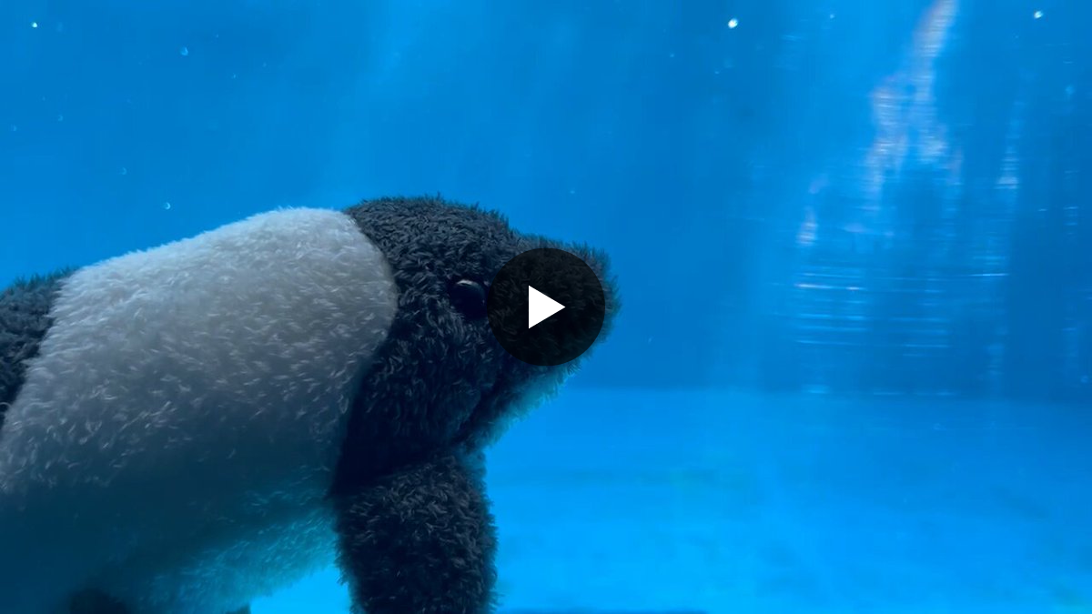 仙台うみの杜水族館公式 on X: 