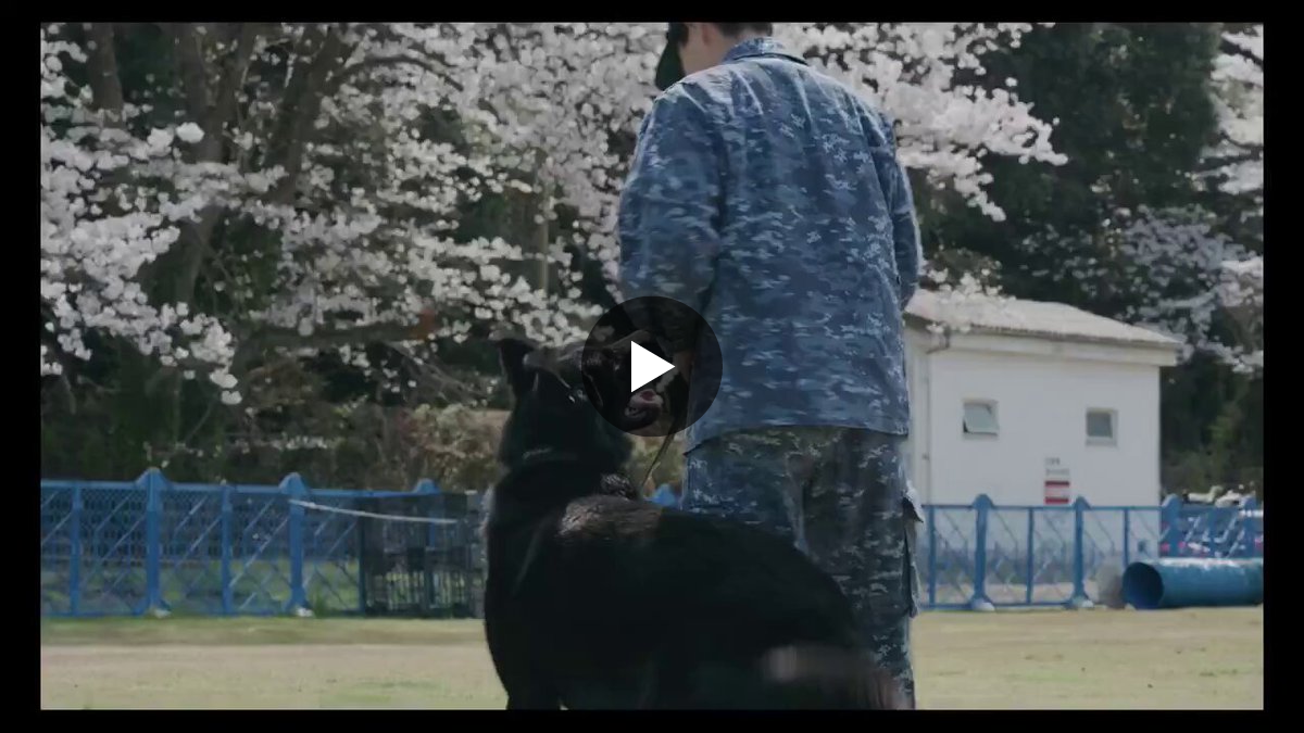 舞鶴地方総監部【公式】 в X: „◤￣￣￣￣￣￣￣ 満開の桜と警備犬
