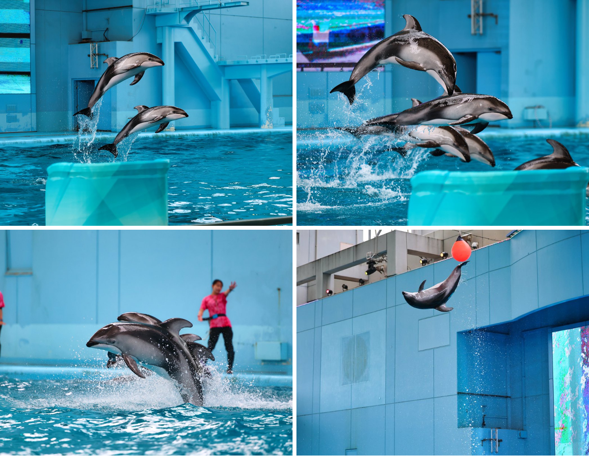 写真 イルカショー めいにあ( '-' 🐳) på X: 