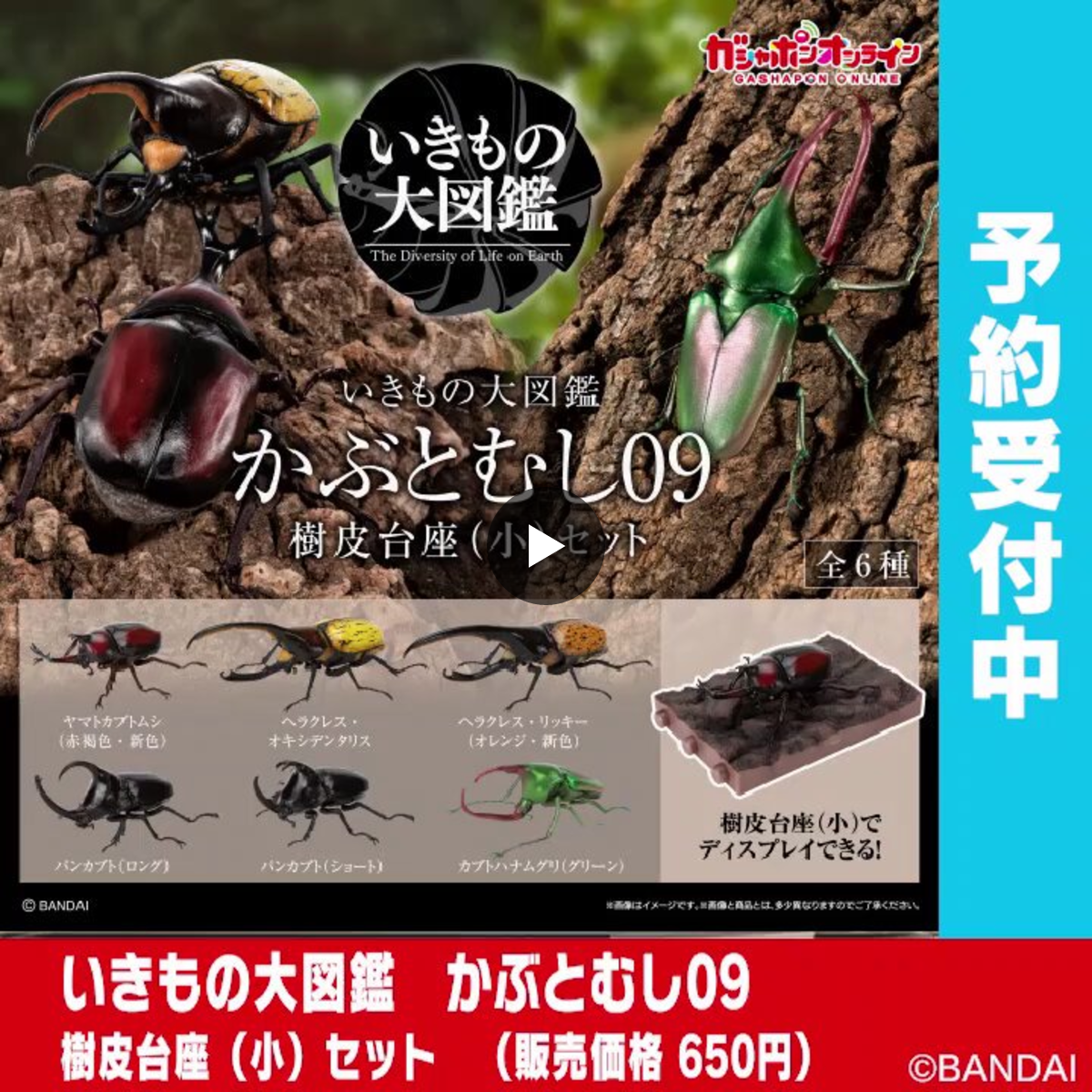 希少 本物 ムササビ 剥製 大型 木製台座付き 標本 インテリア オブジェ 公式】バンダイ ガシャポン on X: 