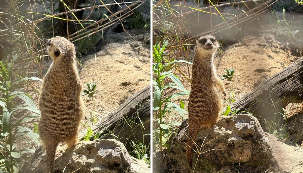 広島市安佐動物公園【公式】 on X: 