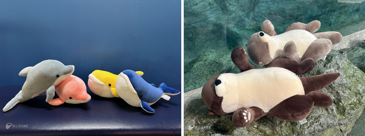 新江ノ島水族館 on X: 