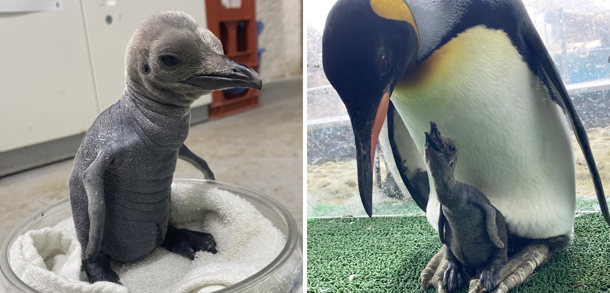 仙台うみの杜水族館公式 on X: 