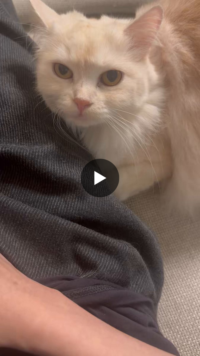 そらねこ☁️🐈東名阪ツアー中‼️ on X: 
