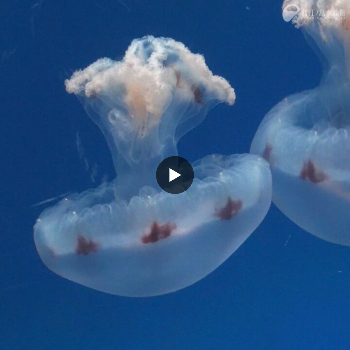 新江ノ島水族館 on X: 