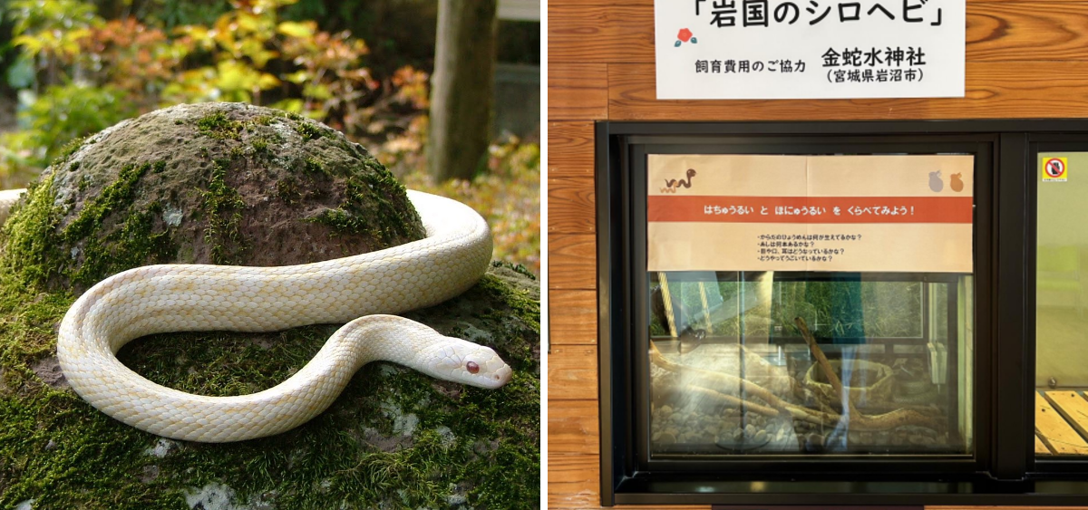 金蛇水神社(宮城県岩沼市) 広報 on X: 