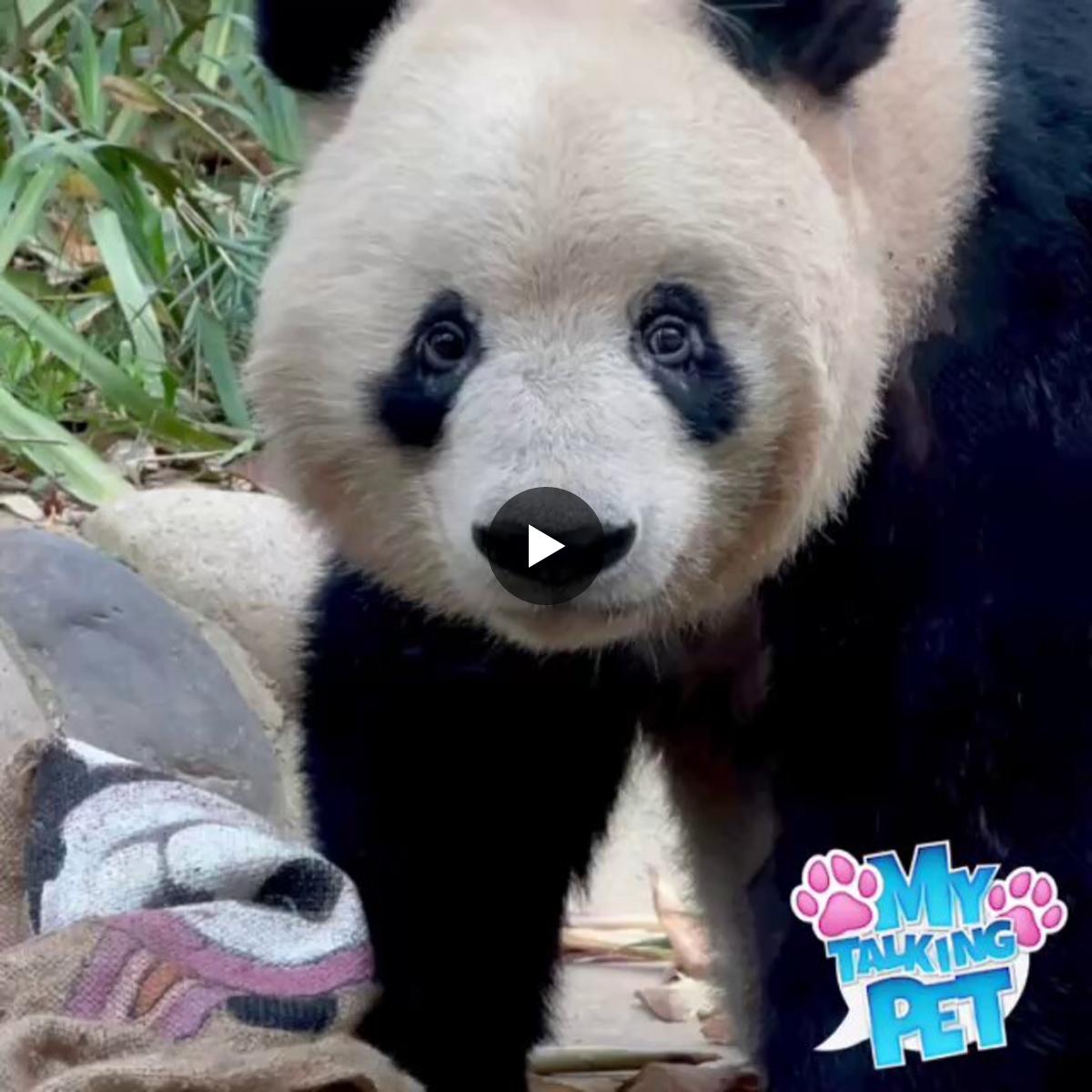 ジッちゃん(・ω・) on X: 