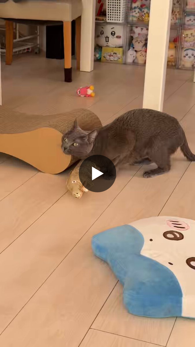 ネコママさま♥️専用 ねこほうママ on X: 